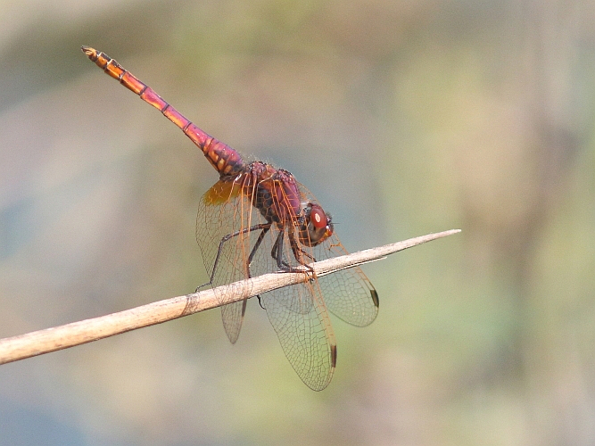 J15B0384 Trithemis annulata imm.JPG